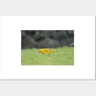 Saffron Finch Posters and Art